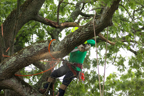 Best Tree Trimming and Pruning  in Richwood, NJ