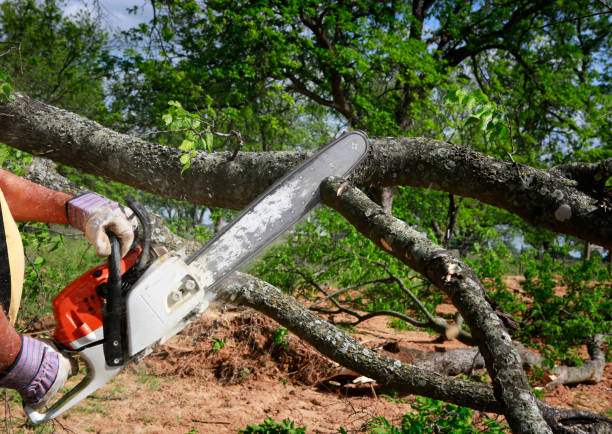 Best Root Management and Removal  in Richwood, NJ